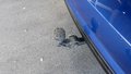 Thumbnail 9 - Audi A6 3.0TDI QUATTRO COMPETITION RS SITZE ACC TOT