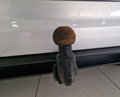 Daumennagel 34 - Volkswagen Touran Comfortline  7SITZER AUTOMATIK NAV AHK
