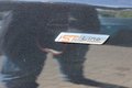 Daumennagel 12 - Ford Focus Turnier ST-Line 1,5 Eco Boost Aut Navigation