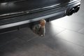 Daumennagel 15 - Audi S6 Avant 3.0 TDI quattro AUT NAV KEYLEES AHK PANO HEAD-UP