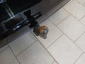 Thumbnail 14 - Volkswagen Touran Comfortline AHK/MASSAGE/NAVI/7SITZE/LED