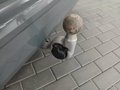 Daumennagel 15 - Volkswagen T7 Multivan Style lang AHK/ACC/STNDHZNG/EASYOPEN