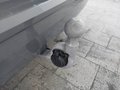 Daumennagel 14 - Volkswagen T7 Multivan Style lang AHK/HEADUP/STNHDZNG/H&K