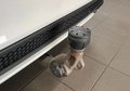 Daumennagel 19 - Mercedes-Benz C 220 T BlueTec AMG-LINE BURMESTER AHK KAMERA