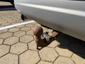 Daumennagel 26 - Ford Kuga 1.5 EcoBoost Trend AHK/Klima